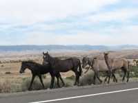 Wild Horses from the Pryor Herd